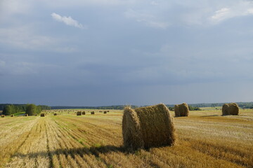 Fototapeta premium Cereal field and forest. Horizon. Beautiful clouds in the blue sky. Rural land. Bales of collected straw.