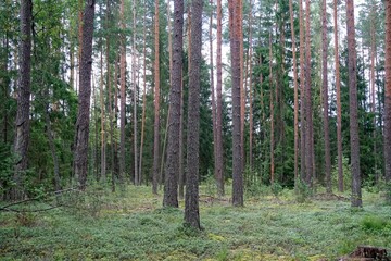 In a ripe pine forest, lingonberry patches. Summer. Tall trees.