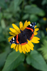 Top view of a red admiral butterfly (Vanessa atalanta) with open wings, perched on a vibrant yellow daisy in a summer garden. Sharp focus with natural green background.