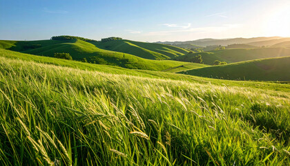 Fototapeta premium Sunny Summer Hills with Tall Grass