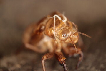 Cicada Shell on Bark Close-Up