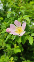 Wild rose blossom in natural light