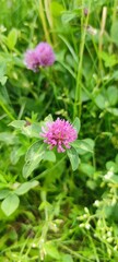 Red Clover Flower in Full Bloom on a Summer Meadow