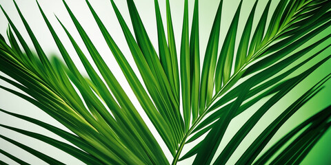 Vibrant green palm fronds with delicate shadows tropical nature
