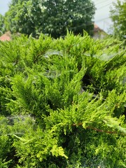 Close-up of green juniper branches with spider webs in sunlight