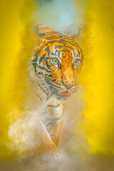 tiger walking with mouth slightly open looking at camera with copy space