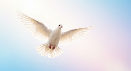 The Beautiful Dove Flying Perfectly in the Beautiful Sky