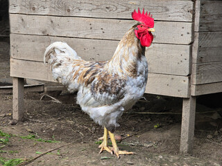 Close-up of a rooster in a garden. Selective focus