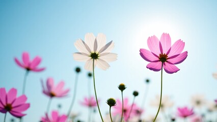 Vibrant Cosmos Flowers Backlit by Sun