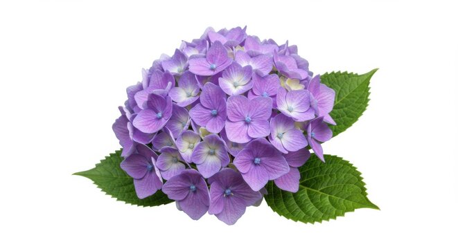 Beautiful Purple Hydrangea Blossom Isolated on White Background Perfect for Spring and Summer Botanical Designs and Floral Compositions - Powered by Adobe