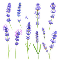 Fototapeta premium Lavender flowers on white background.