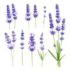 Fototapeta premium Lavender flowers on white background.
