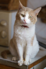 Curious cat sitting on a wooden surface inside a cozy home during daylight hours, showcasing its distinct fur pattern