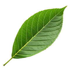 Green leaf isolated on transparent background  
