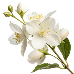 Fototapeta premium White jasmine flower isolated on transparent background 