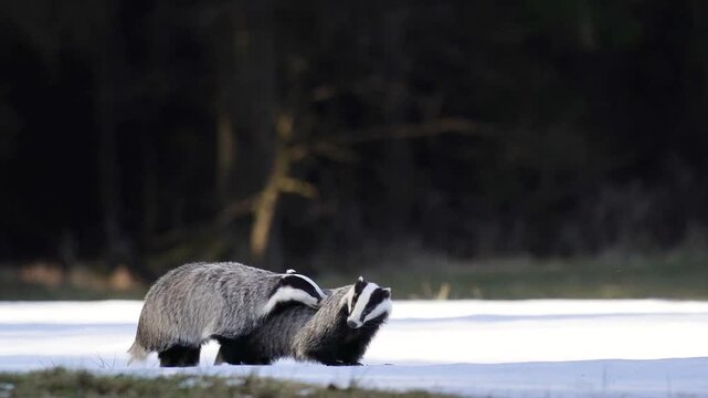 Two badgers are laying in the snow. Winter nature in European forest.