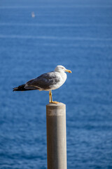 A photo of a seagul sitting on a post in front of the ocean