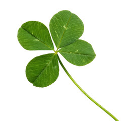 Leaf clover isolated on transparent background  
