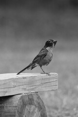 La Plaine 2 Août 2025 N&B