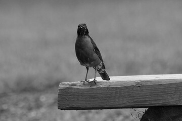 La Plaine 2 Août 2025 N&B