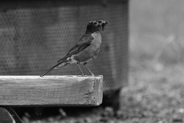 La Plaine 2 Août 2025 N&B