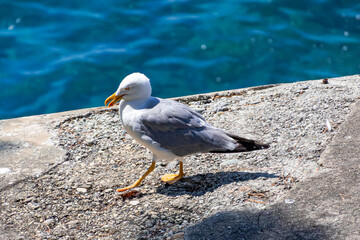 A photo of a seagul standing on a rock by the water