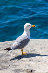 A photo of a seagul standing on a rock by the water