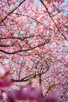 Kirschbl&uuml;te in voller Pracht im Fr&uuml;hling in Laupheim, Oberschwaben. Bl&uuml;hende B&auml;ume unter blauem Himmel entlang eines Weges &ndash; ein idyllisches Naturerlebnis.