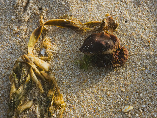 Full Saccorhiza polyschides specimen with algae on sand, Portugal,