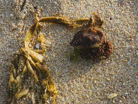 Full Saccorhiza polyschides specimen with algae on sand, Portugal,