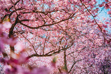 Kirschbl&uuml;te in voller Pracht im Fr&uuml;hling in Laupheim, Oberschwaben. Bl&uuml;hende B&auml;ume unter blauem Himmel entlang eines Weges &ndash; ein idyllisches Naturerlebnis.