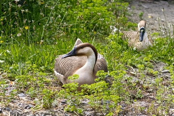 Resting swan goose. Swan goose lying in tall green grass. domestic breeding bird. Large water bird. Portrait of swan goose in grass.