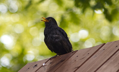 Blackbird standing on the edge of the roof of a wooden gazebo. Black bird with a yellow beak in the wild. Bird in the park. In the background, blurred treetops.