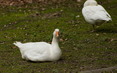 Domestic goose resting on grassy ground. Domestic poultry. Breeding poultry on a farm.