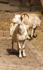 Obraz premium Portrait of an adult white goat. Frontal portrait of a goat with its head slightly raised. Goat in a pen. Traditional farm animal.