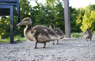 Young curious ducklings. Ducklings with soft fluffy feathers. Ducklings in the wild. Ducklings on the sidewalk in the park near the river.