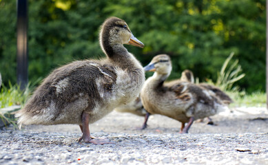 Young curious ducklings. Ducklings with soft fluffy feathers. Ducklings in the wild. Ducklings on the sidewalk in the park near the river.