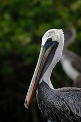 Brown Pelican in Galapagos, portrait of Pelecanus occidentalis urinator, vertical photo
