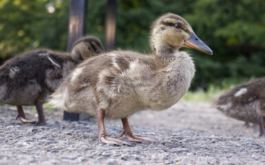 Young curious ducklings. Ducklings with soft fluffy feathers. Ducklings in the wild. Ducklings on the sidewalk in the park near the river.