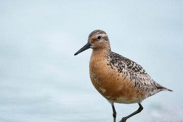 Red knot, portrait of Calidris canutus, breeding plumage