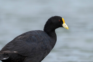 White-winged coot, portrait of Fulica leucoptera, birds of Argentina