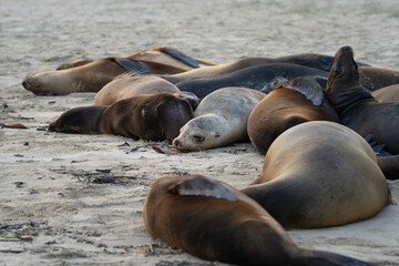 sea lions resting on the beach, Zalophus wollebaeki in Galapagos