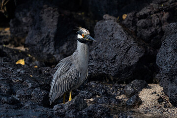 Yellow-crowned night heron in Galapagos, funny looking bird