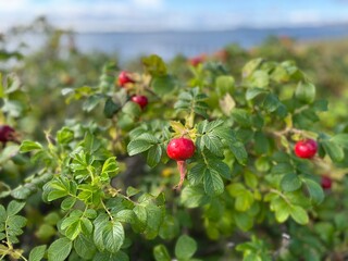 Wild rose with large hips/fruit/seed pods
