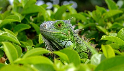 Green iguana camouflaged in the leaves