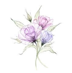 Watercolor transparent flowers isolated. Hand drawn botanical illustration of violet, lilac eustoma, lisianthus, prairie gentian. Gentle and airy floral design for invitation, wall art, card, print.