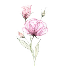 Fototapeta premium Watercolor transparent eustoma flowers isolated on white. Hand painted botanical illustration of pink and blush pastel colors floral composition. Botanical ptint for cards, wedding design, wall art.