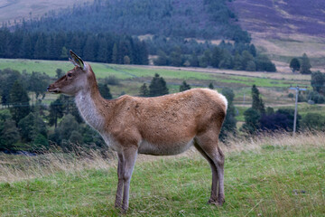 A solitary deer stands on a grassy hill, surrounded by misty rolling hills and dense forest. The overcast sky adds a calm and atmospheric mood to this peaceful wildlife scene in the heart of nature.