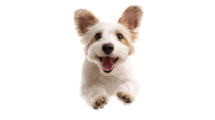 Happy dog jumping towards camera