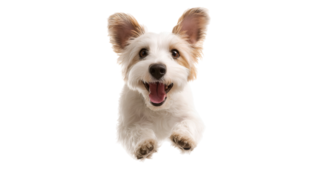 Happy dog jumping towards camera